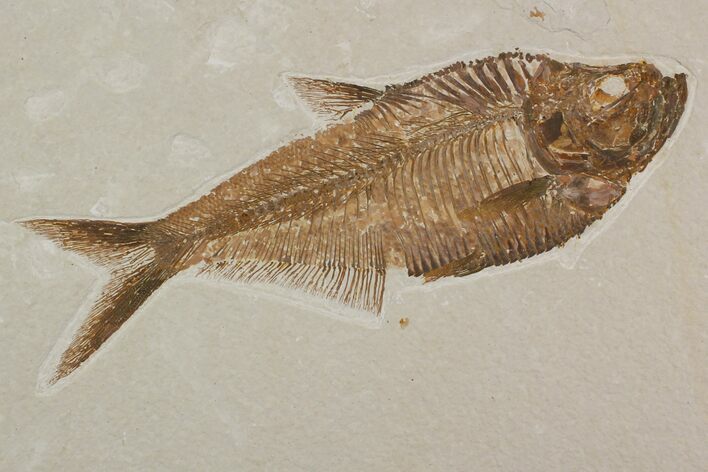 Detailed, Diplomystus Fossil Fish - Wyoming #92907